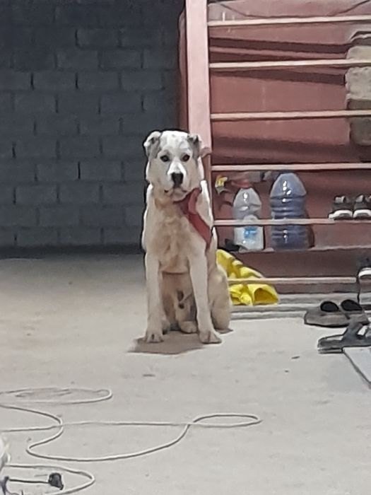 Тоза конли алабай сотилади ёши 1 ёш жуда акилли