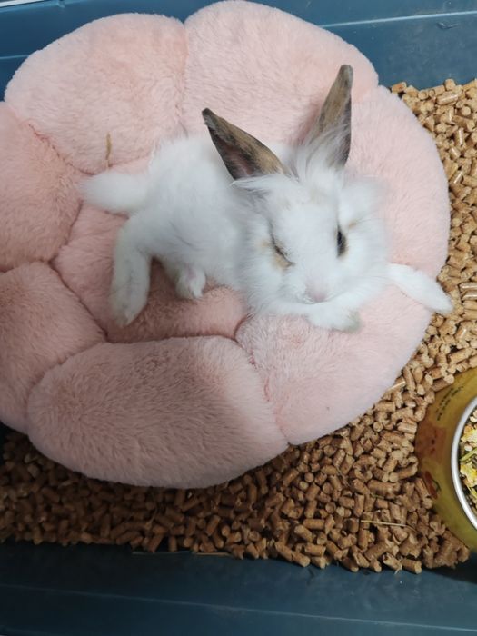 Декоративный кролик