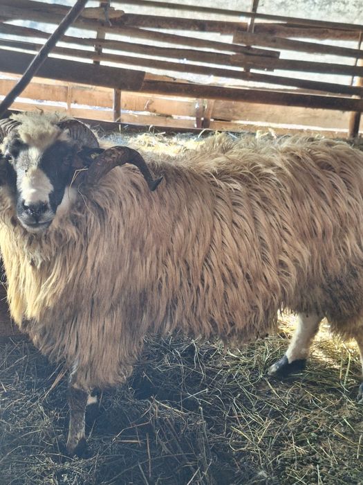 Berbeac de vânzare gorj