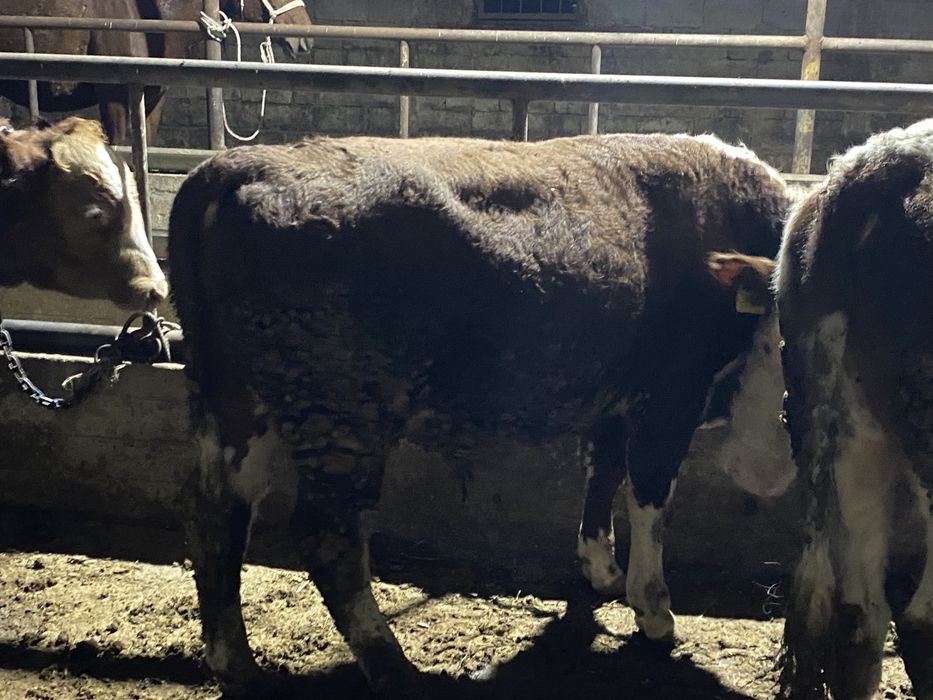 Продам бык и корова  Сиыр сатылады