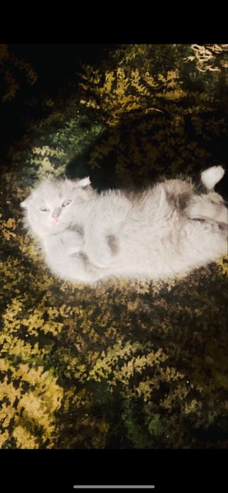 scotich fold britanskii toza zod