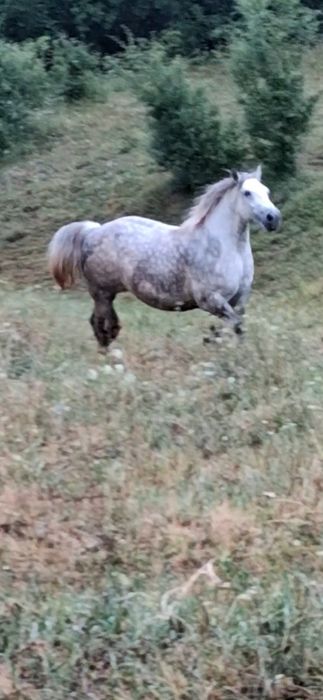 iapa e forte cuminte