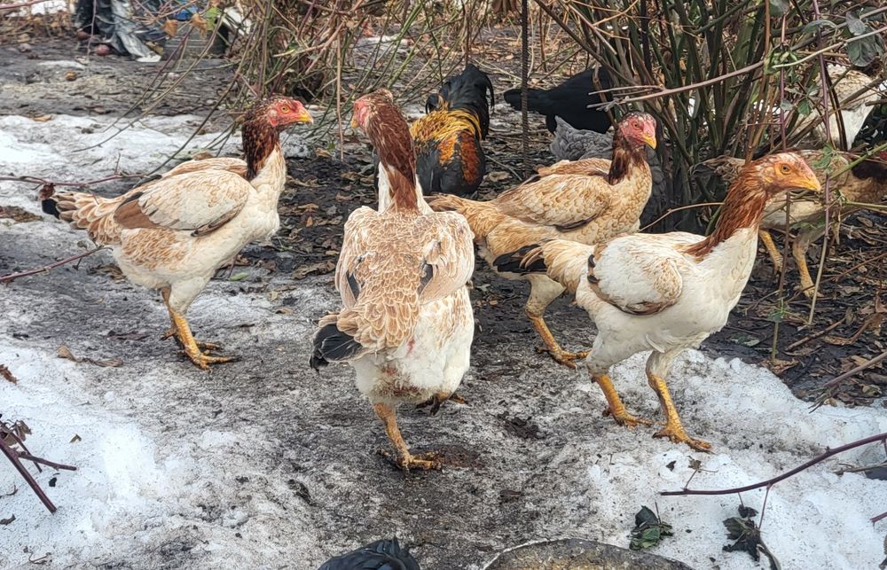 Куры даканки 6-9 шт.