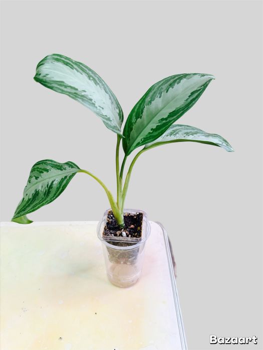 Аглаонема Сильвер Бей