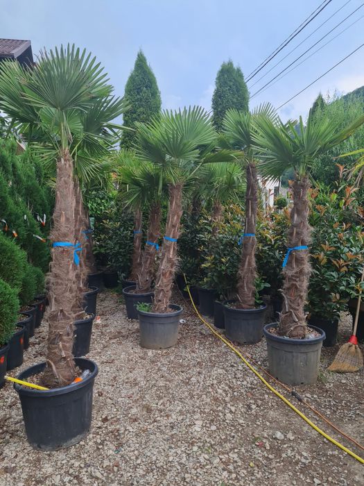 Palmieri trachycarpus