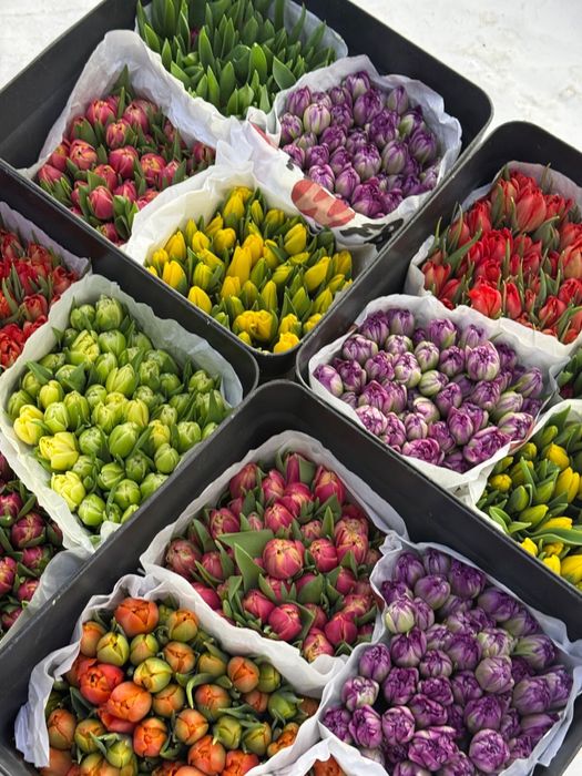 Тюльпаны оптом с доставкой