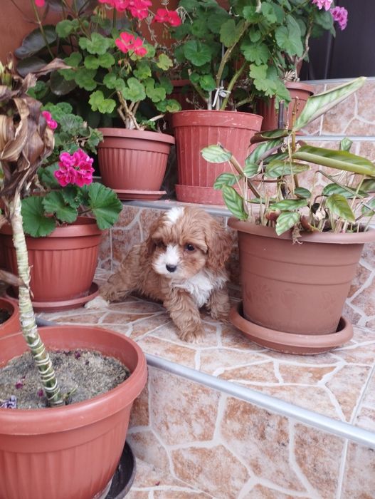 Кавапу Cavapoo .