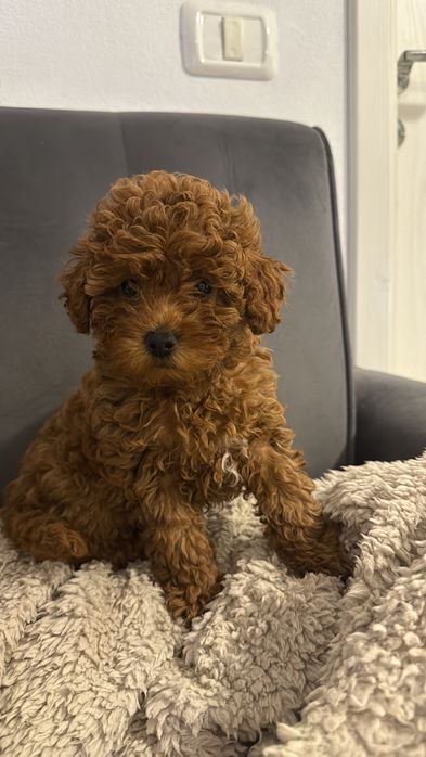 Puddel toy red 9 saptamani- PEDIGREE