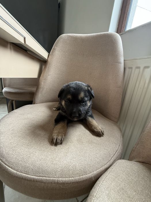 Dau spre adoptie 6 fetite metis Ciobanesc German