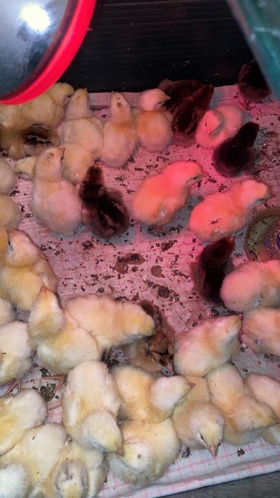 Домашние цыплята