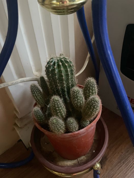 Шефлера, каланхоэ, фикусы, педилантус, сансевиерия, кактус, традисканц