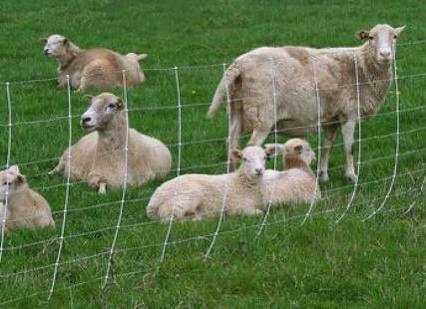 Рабица из оцинкованный проволоки