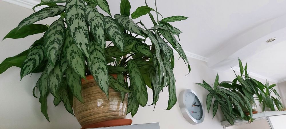 Аглаонема шикарная, сильвер квин