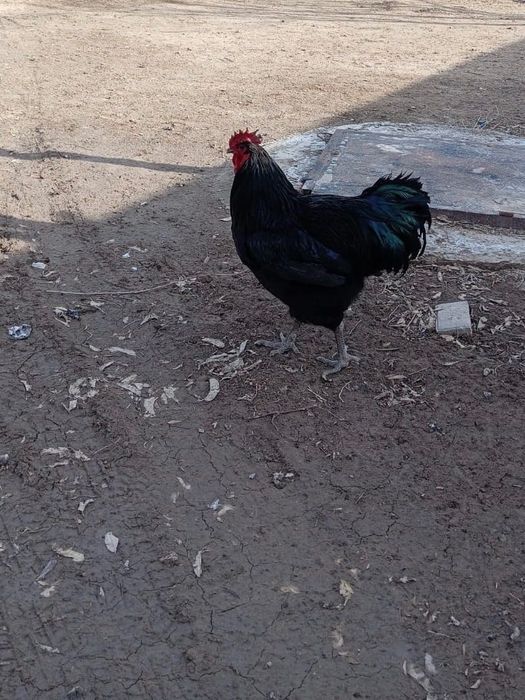 ‼️Срочно продается Петух ‼️