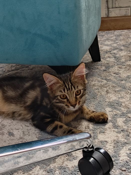 Котёнки даром 3 месяца