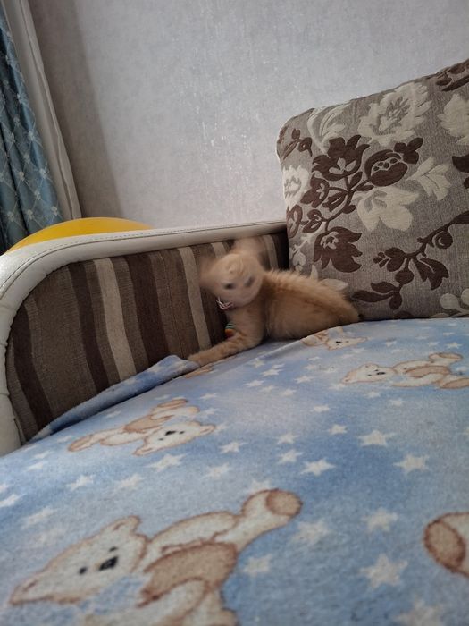 Отдам котенка в добрые руки БЕСПЛАТНО