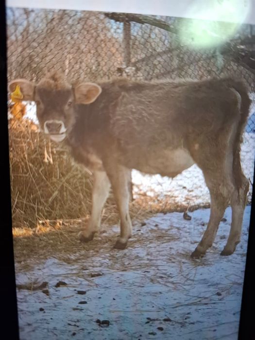Сиыр еркек бузауымен