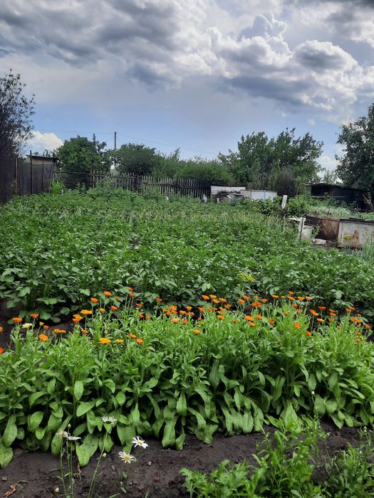 Продам дачу садовое общество Родник