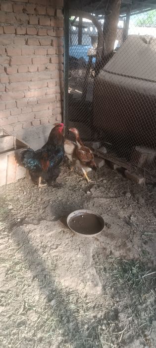 Продается бойцовские куры
