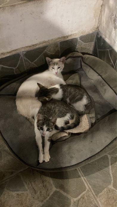 Pisicute adoptie