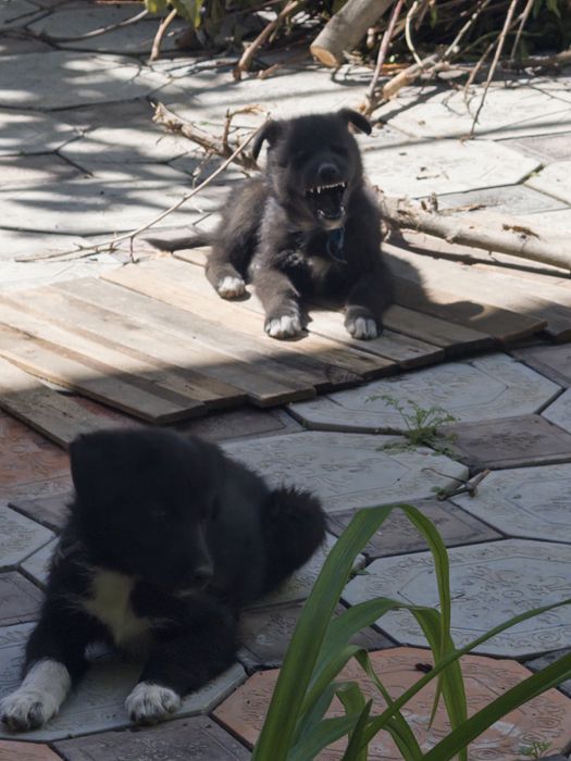 Щенки овчарка, месяц от роду