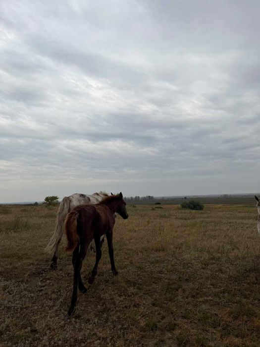 Продам кобыла с жеребенком