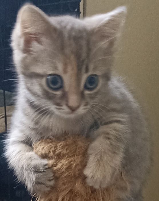 Котенок,1,5 мес.девочка в добрые руки