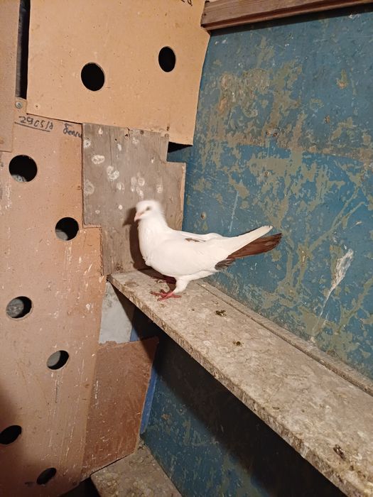 Голуби бакинские