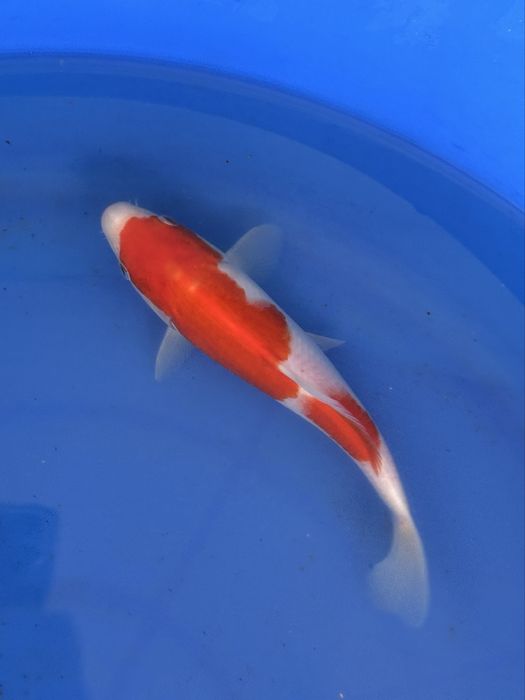 Crapi Koi import Japonia