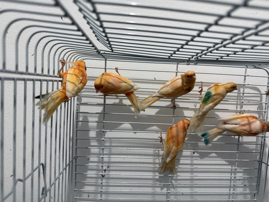 Канарейки разные