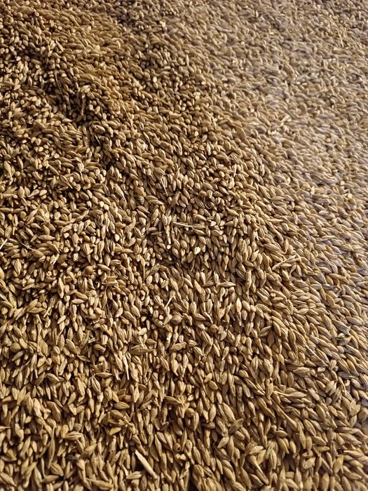 Ячмень кормовой в мешках.