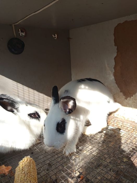 Продам срочно кроликов