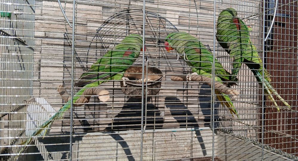 Papagal Marele Alexandru