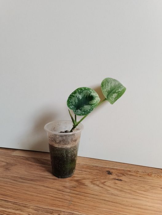 Сциндапсус треби