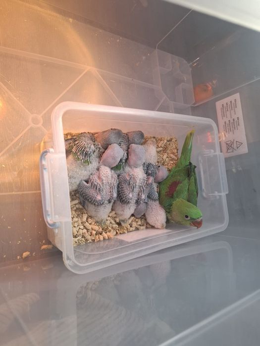 Pui blanzi marele Alexandru