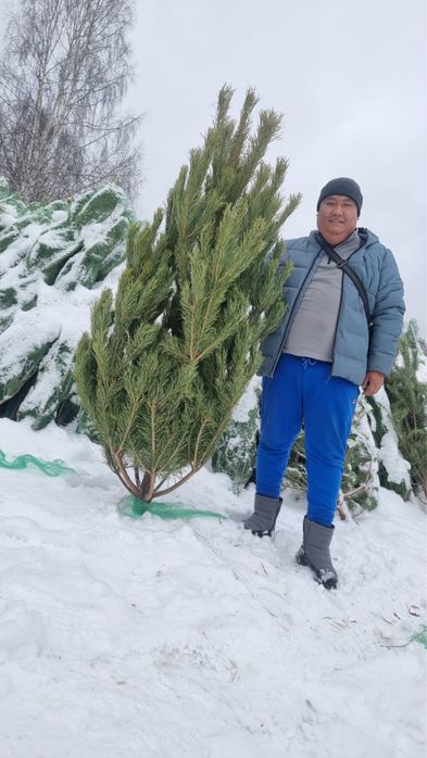 Елки новогодние