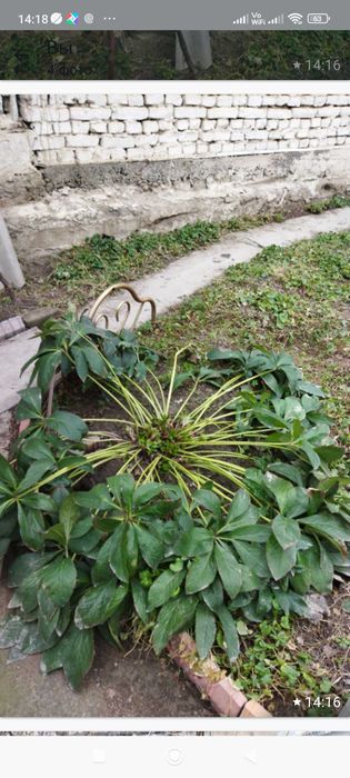 Цветы садовые благородные