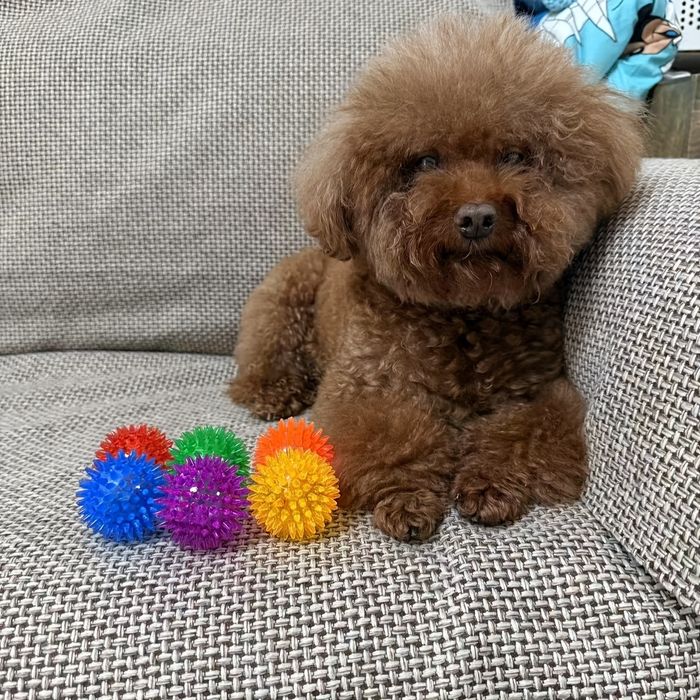 Здрава бодлива и издаваща звук топка за кучета за дъвчене