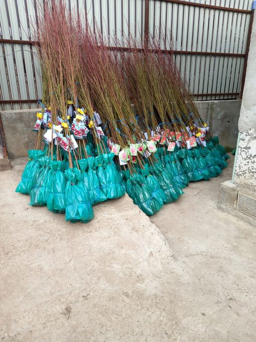 Pomi Fructiferi Ambalați Certificați Pentru Revânzare