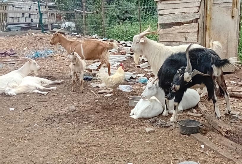 Vând capre sănătoase - Ilfov Dascălu