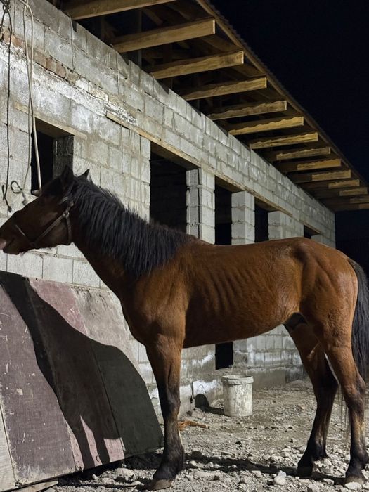 Жылқы ат дөнен айғыр