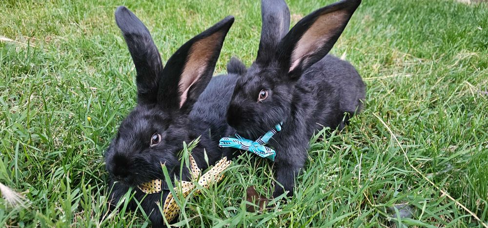 Iepuri Marele Belgian și Uriaș de Transilvania