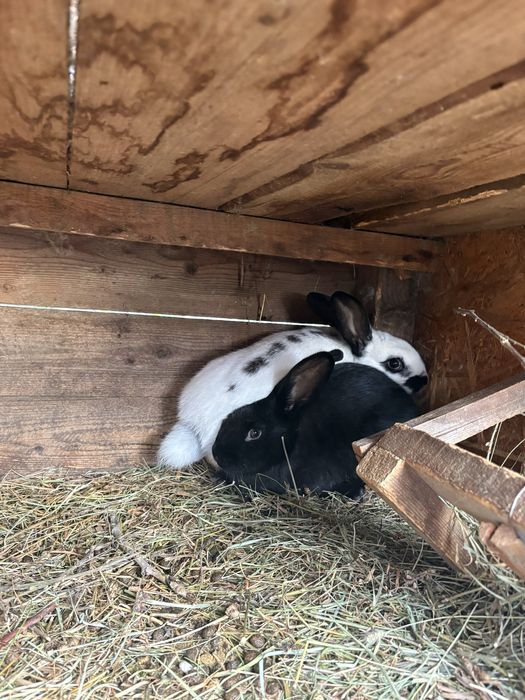 Vad doua femele de fluture german