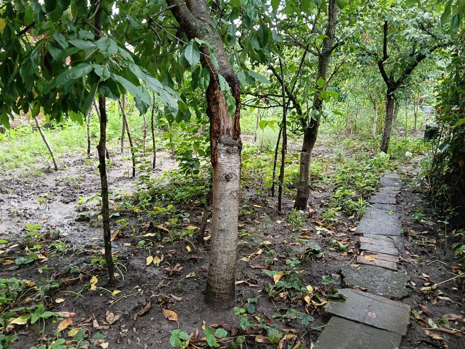 Vând casă în Târnăveni,str Viilor,Nr 32,