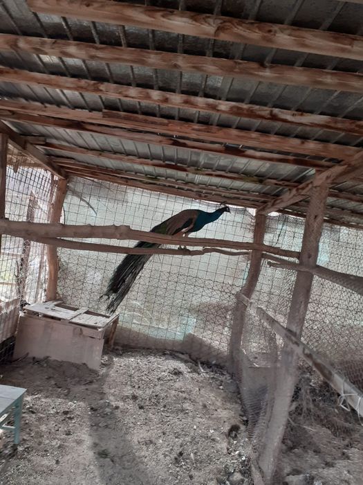 Vand paun matur 4 ani