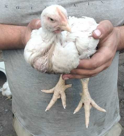 Продаю цыплят бройлеров