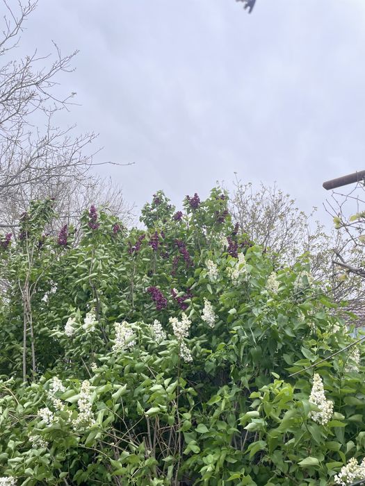 Сирень свежая прямо с куста