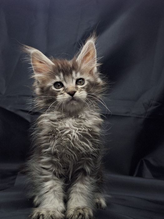 Самые кистявые куны в Казахстане !