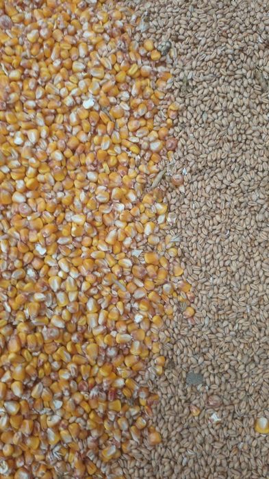 Vând grâu,  porumb,  orzoaica