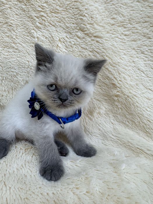 Pisica british blue